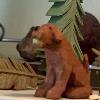 2" tall
Basswood, acrylic paint
This is a caracature of my sister's dog, Caddy. She's always got a ball in her mouth.